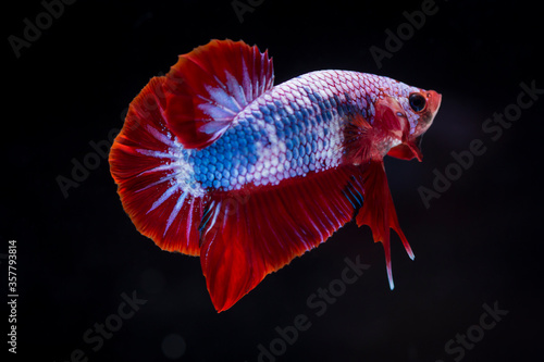 Fighting fish  Betta splendens  Fish with a beautiful array of colorful beauty.