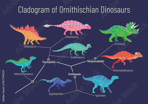 Cladogram of ornithischian dinosaurs. Vector illustration of diagram showing relations among ornithischia - thyreophora, ornithopods, marginocephalia. Colorful dinosaurs isolated on white background.