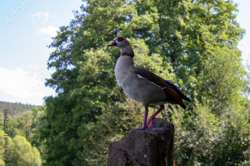 Wallpaper Mural Ente Gans Enterich Enterich auf Stein Schimpfend Torontodigital.ca