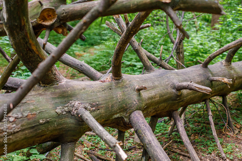 Old dry tree trunk in summer forest Old dry tree trunk in summer forest