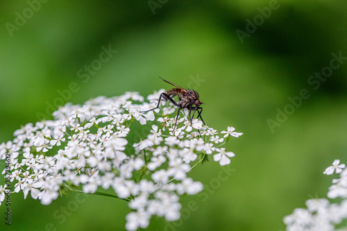 Fly on flower, macro on green summer background