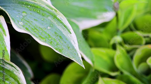 drops of water run down on green plants when it rains, plants move in the wind on a green background, macro shooting of leaves and dew drops