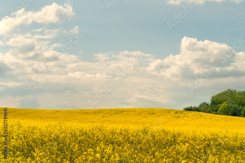 beautiful field of bright yellow rapeseed on a Sunny summer day with gray clouds.