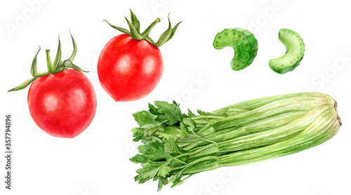 Set of frech celery with tomatoes watercolor illustration isolated on whitre background
