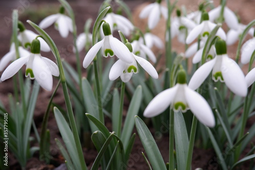 Fototapeta Naklejka Na Ścianę i Meble -  White snowdrops bloom in spring in the garden