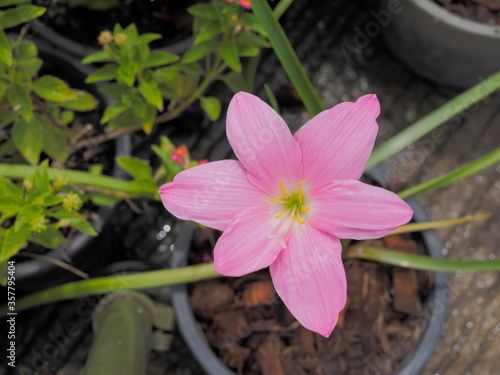 Top view Ping flower of Rain Lily  Zephyranthes sp.  blossom in garden. Other names includes Fairy Lily and Zephyr Flower.