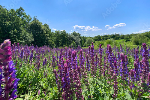 Meadow with many summer purple flowers. Salvia of violet color. Medicinal herb.