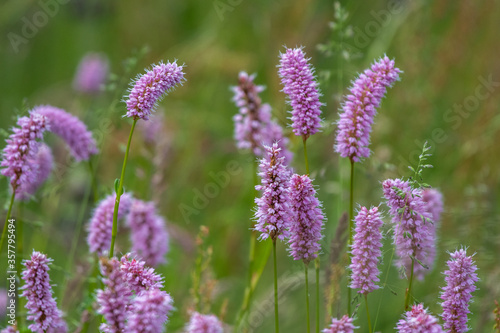 close up of Birtorta officinalis