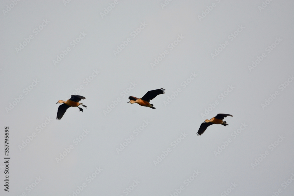 a flock of Lesser Whistling Duck is flying on the sky 