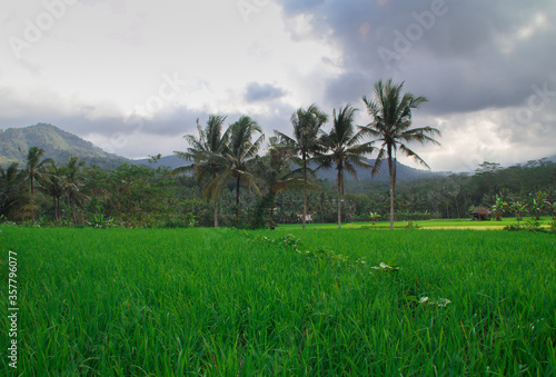 impressive rice field views with blue sky