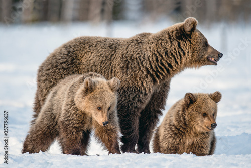 Wallpaper Mural She-bear and bear cubs on the snow in winter forest. Wild nature, natural habitat. Brown bear, Scientific name: Ursus Arctos Arctos. Torontodigital.ca