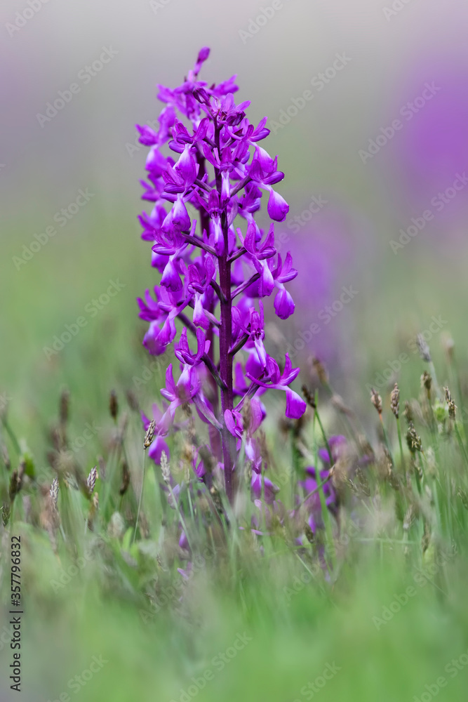 Obraz premium Loose-flowered Orchid - Orchis laxiflora, beautiful pink flowered plant from European meadows and marshes, Pag island, Croatia.