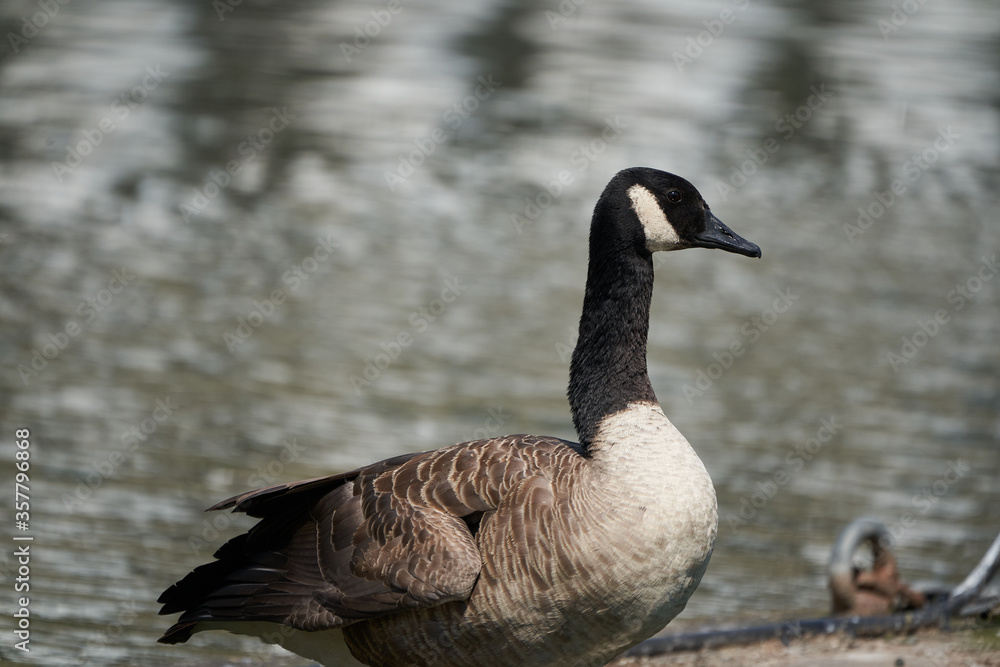 Canada goose Branta canadensis a large wild goose Portrait