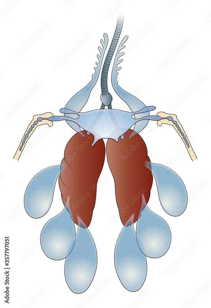 Birds Respiratory System and Gas Exchange Stock Illustration | Adobe Stock