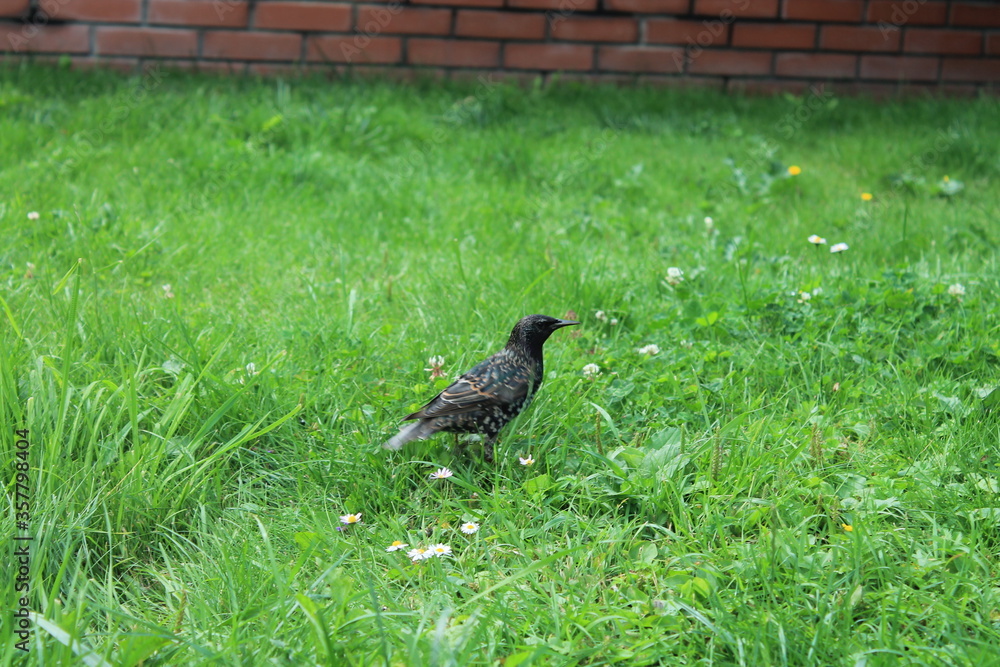 Obraz premium thrush in grass