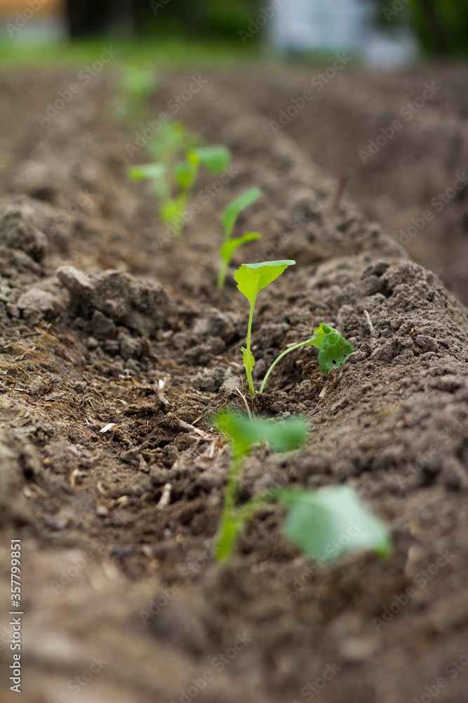 Cauliflower seedlings on bed (field) in soil, green seedlings on field, growing cabbage, plant cauliflower. Young cauliflower seedling growing in earth soil Cauliflower seedlings on bed (field) in soil, green seedlings on field, growing cabbage, plant cauliflower. Young cauliflower seedling growing in earth soil