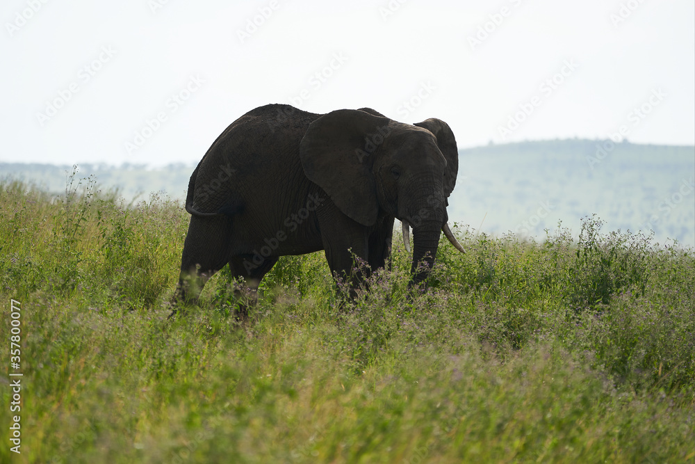 Elephant Big Huge Tusker Amboseli - Big Five Safari -Baby African bush elephant Loxodonta africana Elephant Big Huge Tusker Amboseli - Big Five Safari -Baby African bush elephant Loxodonta africana