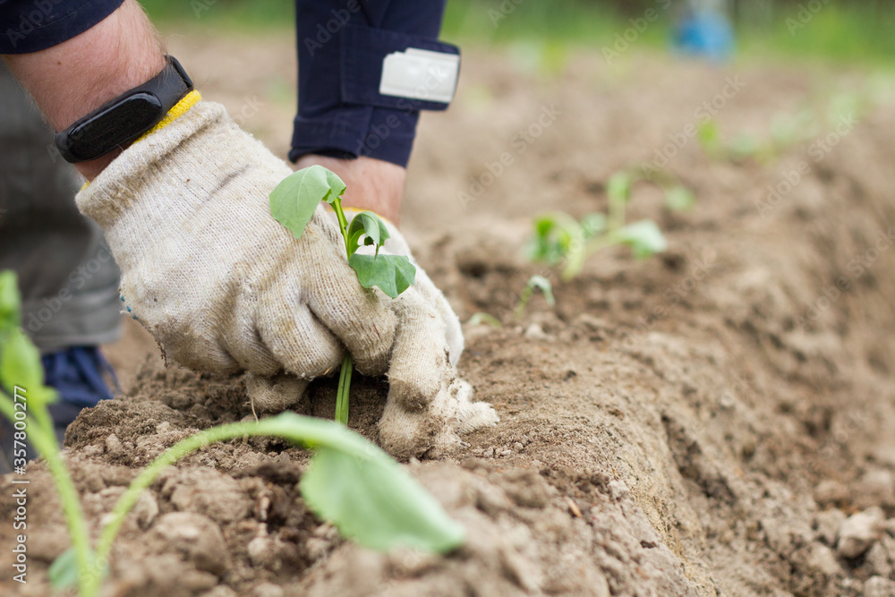 Obraz premium Male hands in work garden gloves touches the seedlings with both hands. Planting cauliflower seedlings. Fresh leaves of seedling in bed