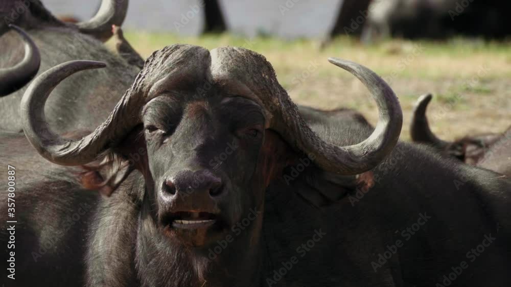 African Buffalo Chewing Food While Flapping Ears To Fend Off Flies In South Africa. - static shot African Buffalo Chewing Food While Flapping Ears To Fend Off Flies In South Africa. - static shot