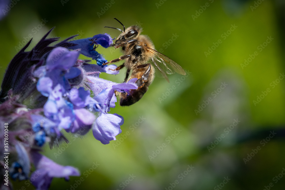 Honey bee on nepeta plant Honey bee on nepeta plant