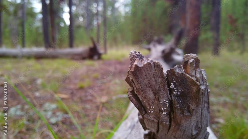 A man is seen stepping over a fallen dead tree. A man is seen stepping over a fallen dead tree.