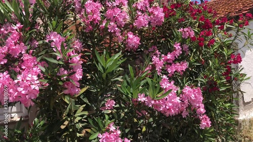 Mediterranean garden closeup with violet and pink bougainvillea flowers bush with and red brick rooftop background in 4k on a breezy day photo