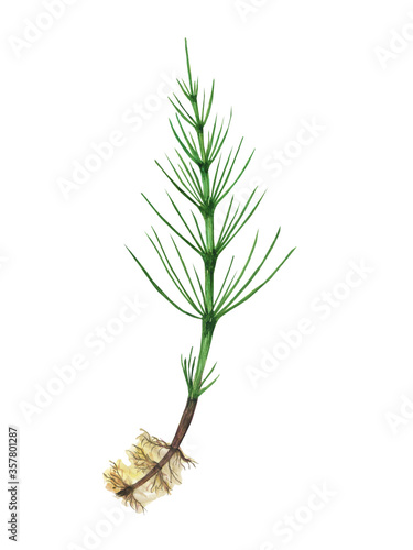 Horsetail field with root isolated on white background. Watercolor hand drawn illustration Equisetum. Perfect for medical and cosmetic herb design.