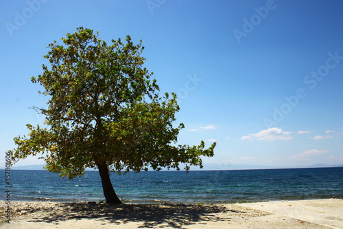 A beautiful tree next to the sea © Vasilis