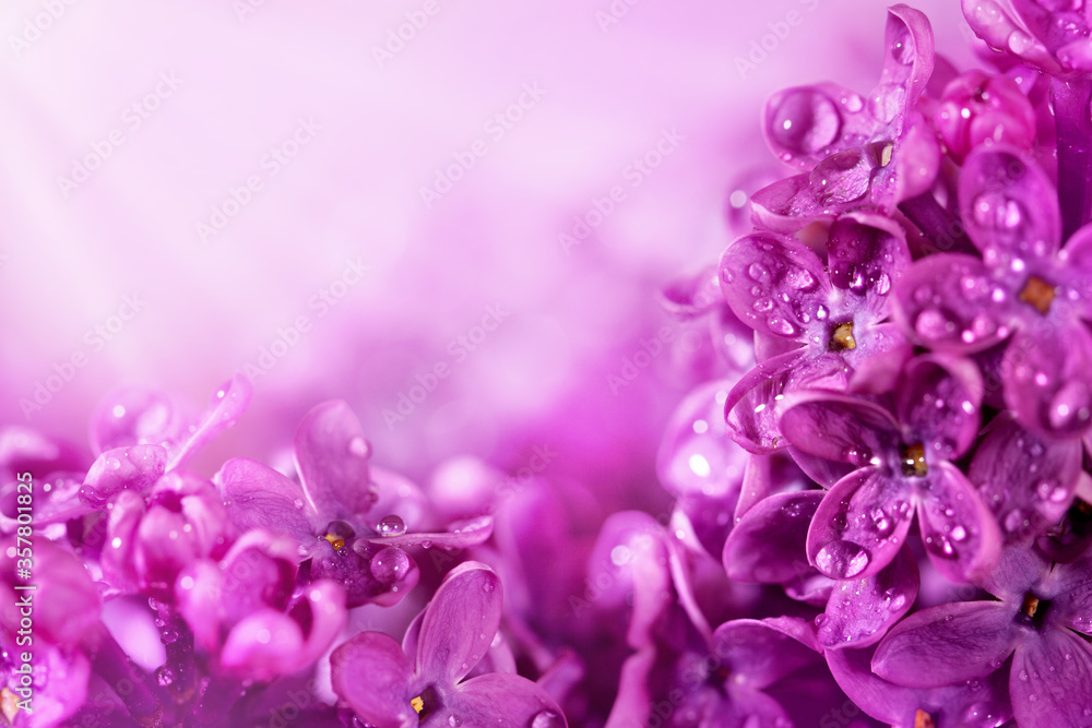 Beautiful lilac flowers in bright rays of light. Background for design with free space for text.