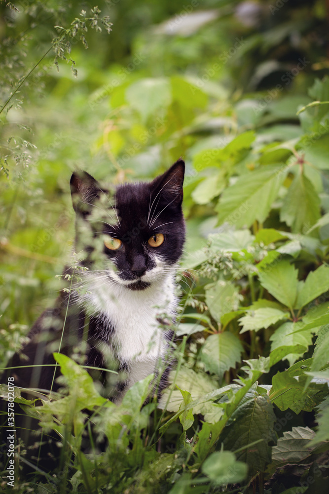 A homeless cat is sitting in a park in green foliage.