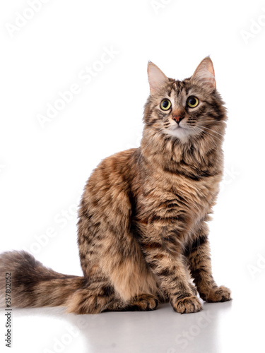 Beautiful cute curious young Siberian cat with a fluffy tail and tassels on the ears, sitting and looking forward, isolated on white background, banner, mock-up