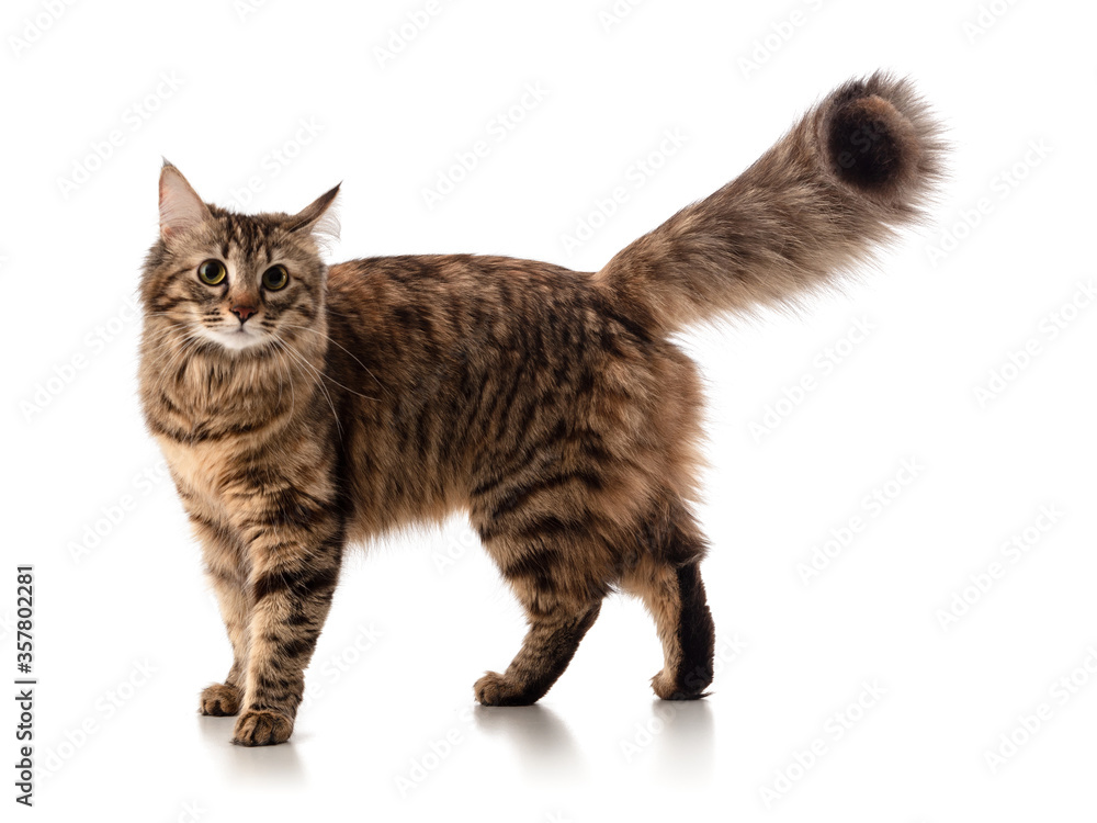 Beautiful interesting curious young Siberian cat with a fluffy tail and tassels on the ears, stands and looks at the camera, isolated on white background, banner, mock-up