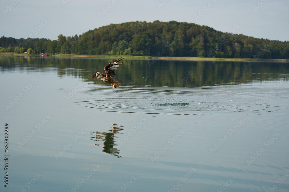 Red kite Portrait Milvus Milvus Fishing Lake Red kite Portrait Milvus Milvus Fishing Lake