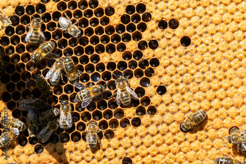 close up of bees on a hive
