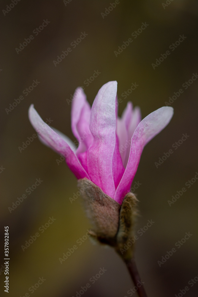 Close up of pink magnolia flowers. Dark background, shallow depth of field and soft focus Close up of pink magnolia flowers. Dark background, shallow depth of field and soft focus