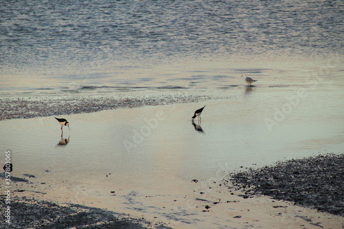 sea birds at sunset with reflections in the water 