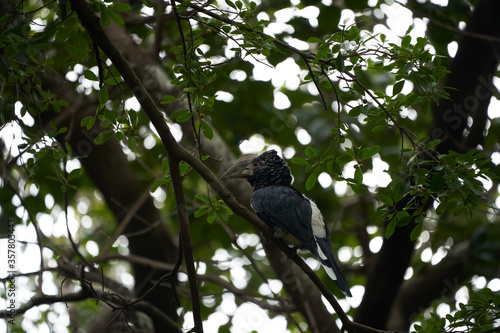 Silvery cheeked hornbill Bycanistes brevis Tanzania Lake Manyara