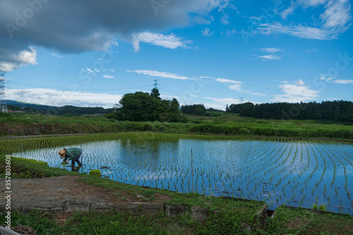 田植え中　熊本　大津