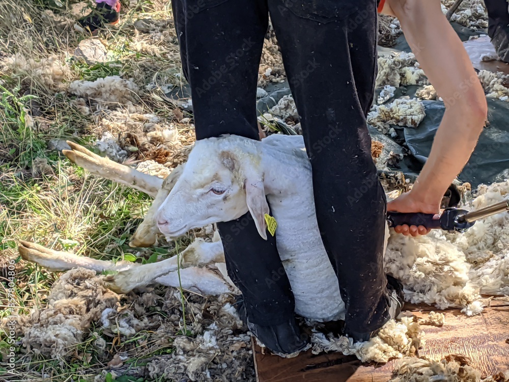 Tondre les moutons pour faire de la laine avec des rasoir haute ...