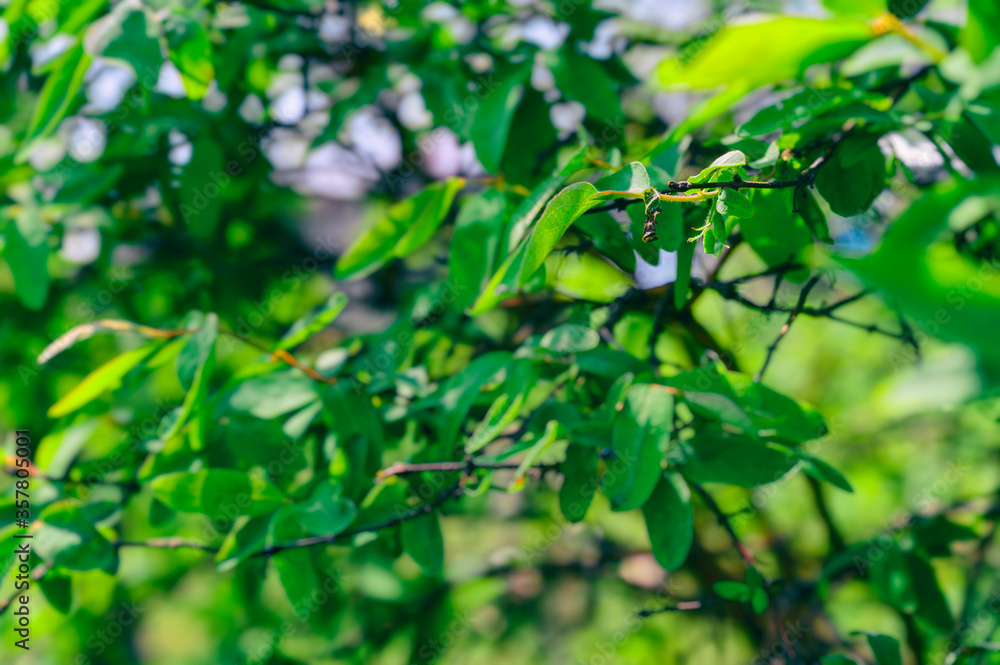 Green fruit of Canadian blueberry on a bush. Green fruit of Canadian blueberry on a bush.