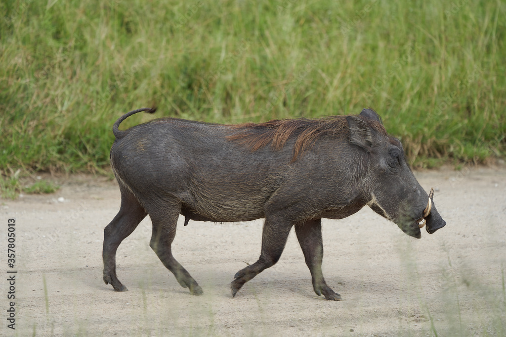Fototapeta premium common warthog Phacochoerus africanus wild pig family Suidae