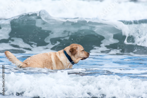 Un perro y una gran ola 