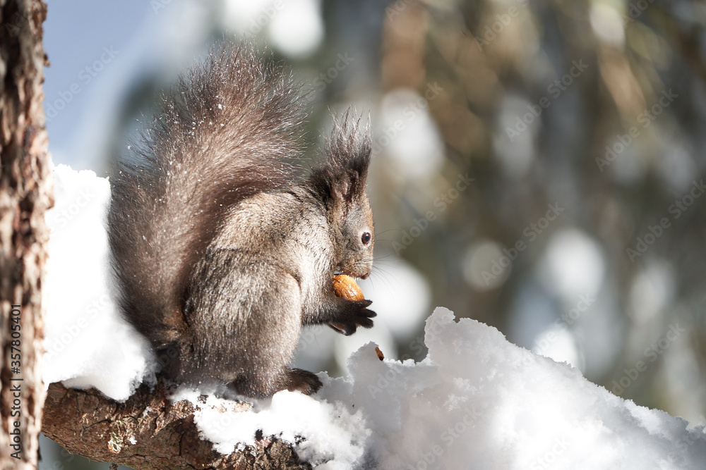 Eurasian brown red Squirrel Sciurus vulgaris Cute Snow Nut Eurasian brown red Squirrel Sciurus vulgaris Cute Snow Nut