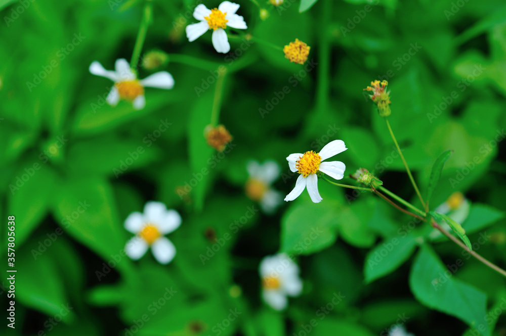 Bidens pilosa flowers blooming in summer Bidens pilosa flowers blooming in summer
