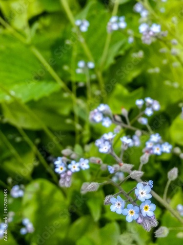 forget me not flower on sunny day. boraginaceae plant in nature