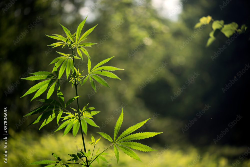 The morning sun illuminates the hemp bush.A branch of hemp in the sun. Medicinal herb of the southern region. Light bokeh, openwork leaf of hemp bush. The morning sun illuminates the hemp bush.A branch of hemp in the sun. Medicinal herb of the southern region. Light bokeh, openwork leaf of hemp bush.