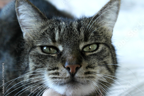 Tabby cat looking to the side, close up view. Animals, pets, mammals  concept. Cat, cropped shot. © diesel_80