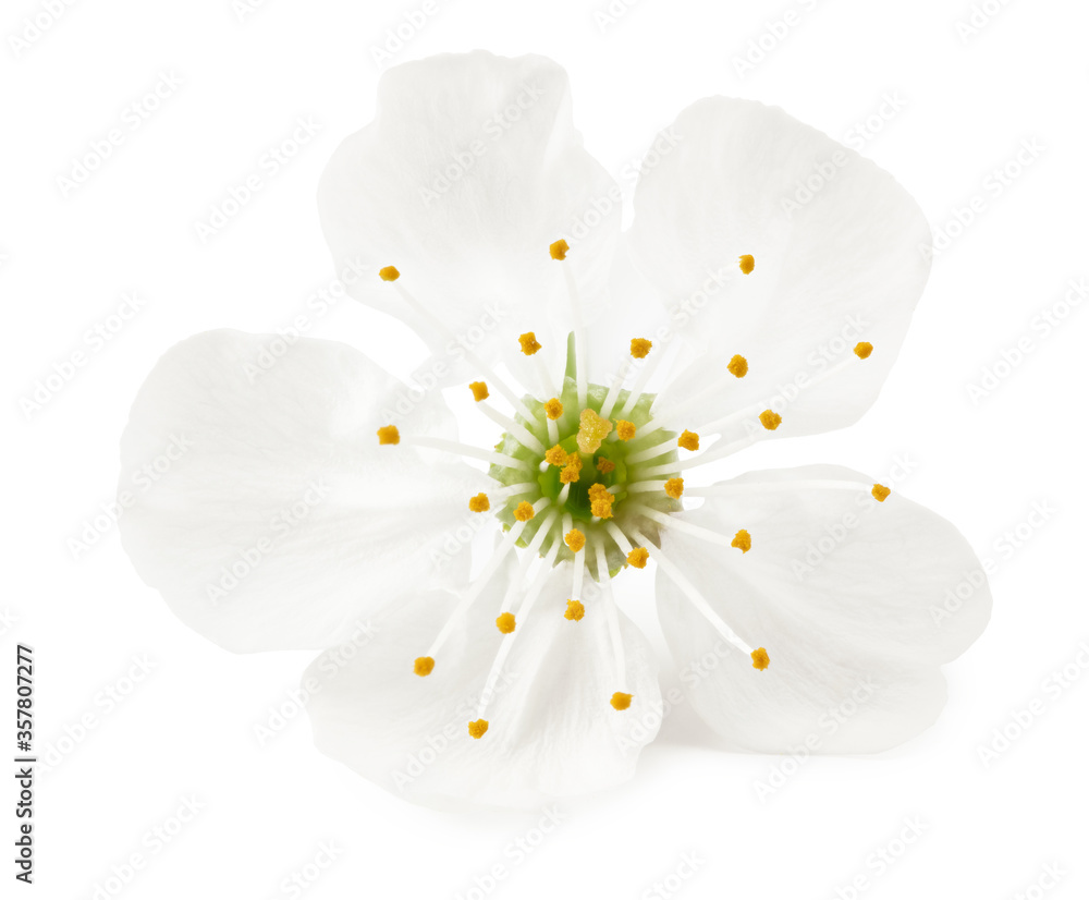 Obraz premium white cherry flowers isolated on white background. white spring flowers