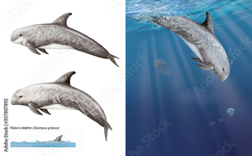 realistic illustration of a risso's dolphin (Grampus griseus) on white background and in water photo
