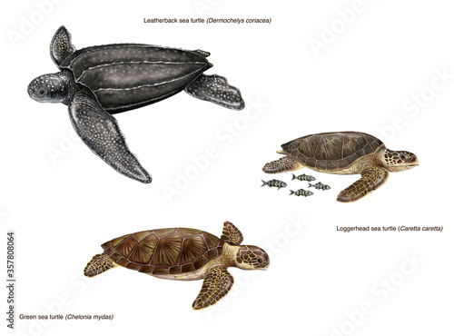 scientific illustration of 3 species of sea turtles: leatherback sea turtle (Dermochelys coriacea), loggerhead sea turtle (caretta caretta) and green sea turtle (Chelonia mydas)